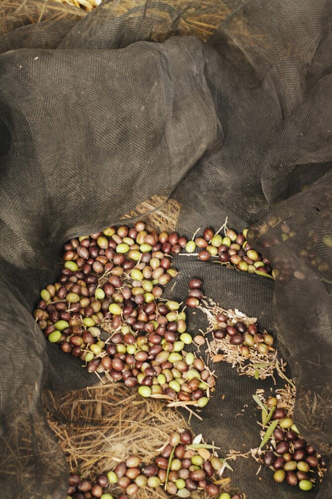 a person holding a bunch of beans