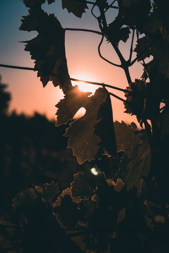 a close up of a vine with the sun in the background