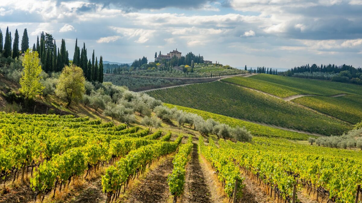 a scenic view of a vineyard in the hills